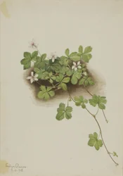 Jeżyna popielica (Rubus pedatus)