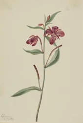 Wierzbownica czerwona (Epilobium latifolium)