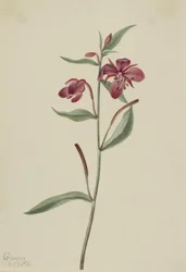 Wierzba czerwona Epilobium latifolium, 1911.
