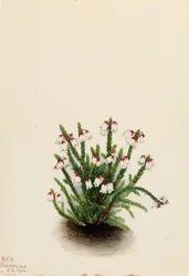 Kasjopeja górska (Cassiope mertensiana)