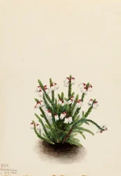 Skalista Góra Cassiope Cassiope mertensiana, 1924.