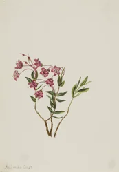 Kalmia górska (Kalmia microphylla)