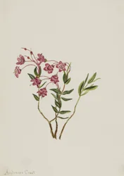 Góry Skaliste Kalmia Kalmia microphylla, b.d.