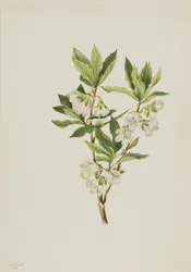 Rhododendron Gór Skalistych Rhododendron albiflorum, 1901.