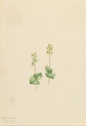 Ophrys necrophylla)