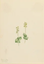 Nekrofila z Gór Skalistych Twayblade Ophrys, 1919.