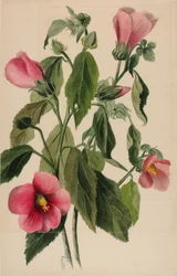 Goryczka różowa (Sabbatia angularis)