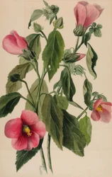 Różana sobota róg goryczki, 1880.