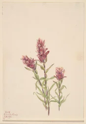 Pędzel różany (Castilleja pallida)