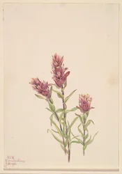 Pędzel różany Castilleja pallida, 1920.