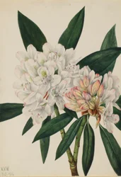 Różanecznik Rosebay (Rhododendron maximum)