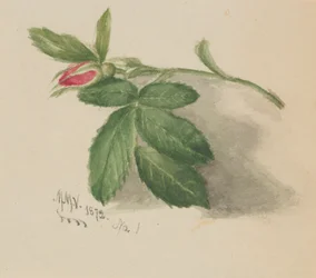 Rosebud