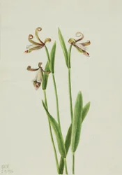 Orchidea pączkowa (Pogonia divaricata)
