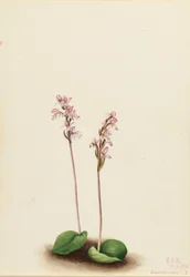Storczyk okrągłolistny (Orchis rotundifolia)