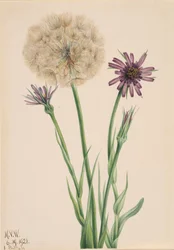 Salsefia Tragopogon porrifolius, 1921.