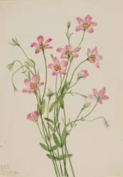 Rosiczka solniskowa (Sabbatia stellaris)
