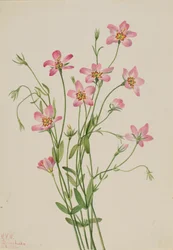 Słone bagno Rosegentian Sabbatia stellaris, 1926.