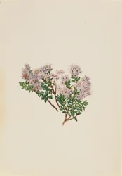 Mirt piaskowy (Leiophyllum lyoni)
