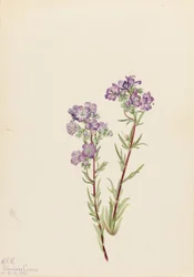 Facelia piaskowa (Phacelia linearis)