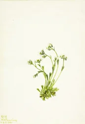 Skalnica Saxifraga caespitosa, 1924.