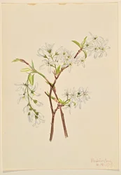 Amelianchier podłużny (Amelianchier oblongifolia)