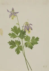 Orlik pospolity (Aquilegia brevistyla)