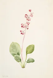 Efektowna Pyrolla Pyrola asarifolia, ca. 1903.