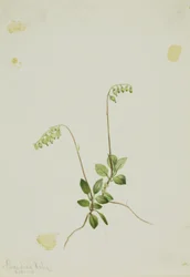Pyrola boczna (Pyrola secunda)