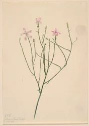 Kwiat szkieletowy (Lygodesmia juncea)