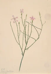 Kwiat szkieletu Lygodesmia juncea, 1923.