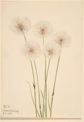 Smukła trawa bawełniana (Eriophorum chamissonis)