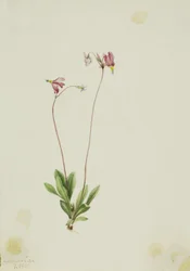 Strzelczyk smukły (Dodecatheon pauciflorum)