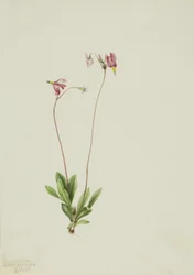 Smukła spadająca gwiazda Dodecatheon pauciflorum, 1909.