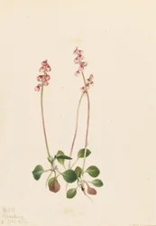 Pyrola mała (Pyrola minor)