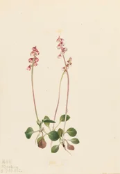 Pyrola mała Pyrola minor, 1922.