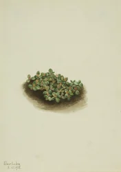 Wierzba śnieżna (Salix nivalis)