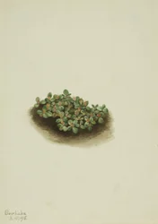 Śnieżna wierzba Salix nivalis, 1918.