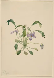 Fiołek trójbarwny (Viola digitata)