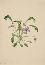 Ptasia łapa fioletowa altówka digitata, 1922.