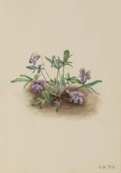 Fiołek południowy (Viola septemloba)