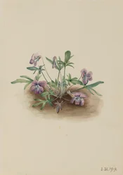 południowe wybrzeże Violet Viola septemloba, 1919.