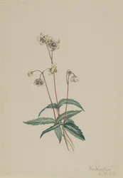 Pipissewa plamista (Chimaphila maculata)