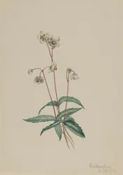 Cętkowany Pipsissewa Chimaphila maculata, 1918.