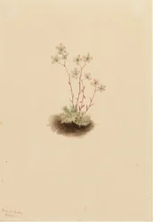 Skalnica plamista (Saxifraga bronchialis)