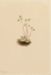 Skalnica plamista Saxifraga bronchialis, 1903.