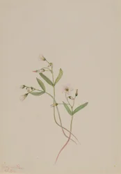 Piękność wiosenna (Claytonia lanceolata)