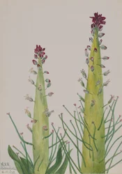 Kapusta dyniowata Caulanthus inflatus, 1935.
