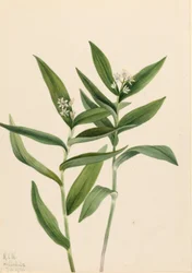 Solomonplume gwiaździsta (Star Vagnera)