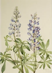 Łubin trwały (Lupinus perennis)