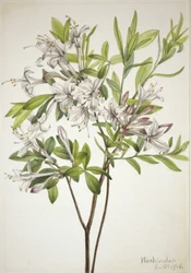 Azalia bagienna (Azalea viscosa)